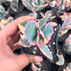 Kalanchoe fedtschenkoi 'Variegata' ( 1 X CUTTING )