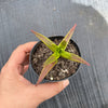 Crassula Fusca