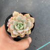 Echeveria 'Love me'