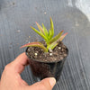 Crassula Fusca