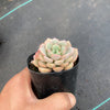 Echeveria 'Love me'