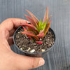 Crassula Fusca