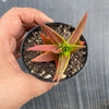 Crassula Fusca
