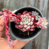 Echeveria subcorymbosa Juxtlahuaca (030 Giant Form)(w/pup)