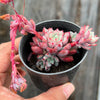 Echeveria subcorymbosa Juxtlahuaca (030 Giant Form)(w/pup)