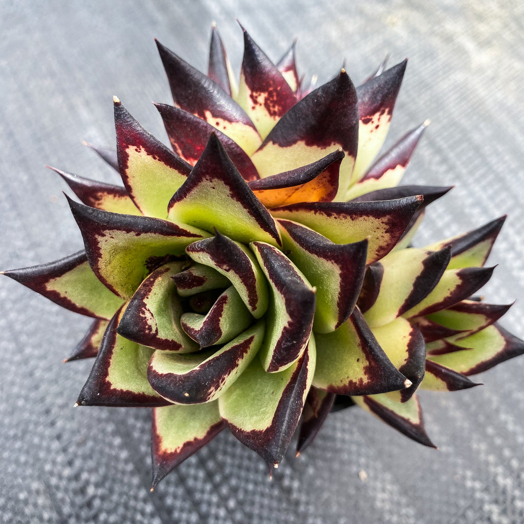 Echeveria agavoides 'Ebony'