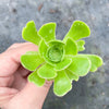Aeonium sp. (Green with line) (1x CUTTING)