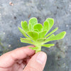 Aeonium sp. (Green with line) (1x CUTTING)