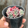 Echeveria subcorymbosa Juxtlahuaca (030 Giant Form)(w/pup)