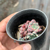 Echeveria subcorymbosa Juxtlahuaca (030 Giant Form)(w/pup)