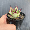 Echeveria agavoides 'Ebony'