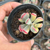 Cotyledon Orbiculata cv. Long Leaf Variegated