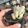 Cotyledon Orbiculata cv. Long Leaf Variegated