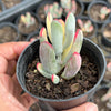 Cotyledon Orbiculata cv. Long Leaf Variegated