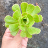 Aeonium sp. (Green with line) (1x CUTTING)