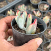 Cotyledon Orbiculata cv. Long Leaf Variegated