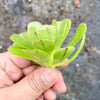 Aeonium sp. (Green with line) (1x CUTTING)