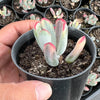 Cotyledon Orbiculata cv. Long Leaf Variegated