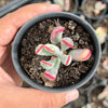 Cotyledon Orbiculata cv. Long Leaf Variegated