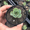 Aeonium aureum aka. Greenovia Aurea (SET OF 3 CUTTING)