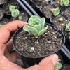 Aeonium aureum aka. Greenovia Aurea (SET OF 3 CUTTING)