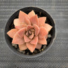 Echeveria 'Carnicolor' (has marks)