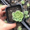 Aeonium aureum aka. Greenovia Aurea (SET OF 3 CUTTING)