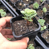 Aeonium aureum aka. Greenovia Aurea (SET OF 3 CUTTING)