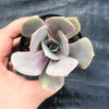 Echeveria 'Lolita'
