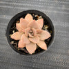 Echeveria 'Carnicolor' (has marks)