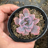 Echeveria 'Neon Breakers'