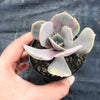 Echeveria 'Lolita'