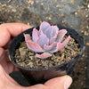 Echeveria 'Neon Breakers'