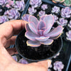 Echeveria gibbiflora 'Purple Pearl'