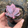 Echeveria 'Neon Breakers'