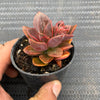 Echeveria Chroma