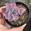 Echeveria 'Neon Breakers'