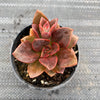 Echeveria Chroma