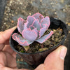 Echeveria 'Neon Breakers'