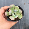 Echeveria pagoda
