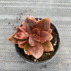Echeveria Chroma