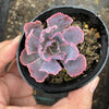Echeveria 'Neon Breakers'