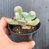 Echeveria pagoda