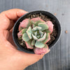 Echeveria pagoda