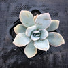 Echeveria 'Bambino'