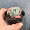 Echeveria pagoda