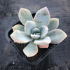 Echeveria 'Bambino'