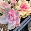 Echeveria Rainbow West