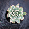 Echeveria 'Violet Queen'