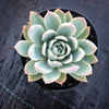Echeveria 'Violet Queen'